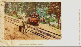 11272 - U. S.A.   ANES Et MULETS - I HELPED BUILD PIKE'S PEAK RAILWAY  - Race Prisée  Des Chercheurs D'Or & Du Train - Anes