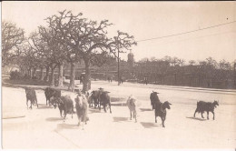 Malta - Probablement Malte - Carte Photo Milkseller  Milkboy Milkman Malta Goat - Malta