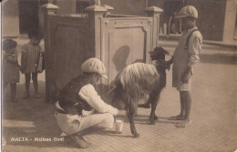 Malte - Maltese Goat  Milkseller Milkboy Milkman Malta Goat - Malte