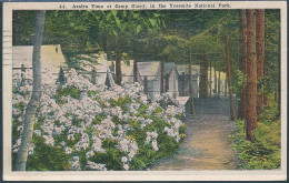 Azalea Time At Camp Curry In The Yosemite National Park - Posted 1927 - Yosemite