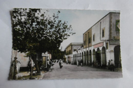 Laghouat - Avenue Margueritte - Laghouat