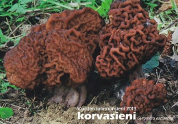 Mushroom - Champignon - Paddestoel - Pilz - Fungo - Cogumelo - Seta - Korvasieni - Gyromitra Esculenta - Champignons