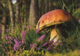 Mushroom - Champignon - Paddestoel - Pilz - Fungo - Cogumelo - Seta - Herkkutatti - Boletus Edulis - Champignons