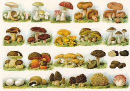 Mushroom - Champignon - Paddestoel - Pilz - Fungo - Cogumelo - Seta - Champignons