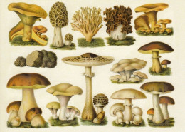 Mushroom - Champignon - Paddestoel - Pilz - Fungo - Cogumelo - Seta - Mushrooms