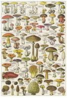 Mushroom - Champignon - Paddestoel - Pilz - Fungo - Cogumelo - Seta - Champignons