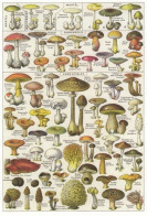 Mushroom - Champignon - Paddestoel - Pilz - Fungo - Cogumelo - Seta - Mushrooms