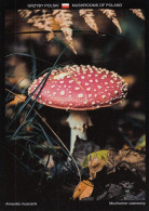 Mushroom - Champignon - Paddestoel - Pilz - Fungo - Cogumelo - Seta - Punakärpässieni - Amanita Muscaria - Mushrooms