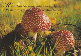 Mushroom - Champignon - Paddestoel - Pilz - Fungo - Cogumelo - Seta - Punakärpässieni - Amanita Muscaria - Champignons