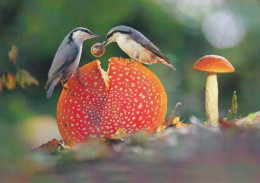 Mushroom & Birds - Champignon - Paddestoel - Pilz - Fungo - Cogumelo - Seta - Punakärpässieni - Amanita Muscaria - Champignons