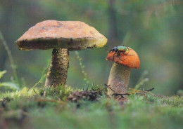 Mushroom With Insect - Beetle - Champignon - Paddestoel - Pilz - Fungo - Cogumelo - Seta - Autumn - Champignons