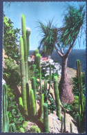 Monaco Monte Carlo - Jardin Exotique: Symphonie En Blanc, Nolina Recurvata - Exotic Garden
