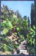 Monaco Monte Carlo - Jardin Exotique: Opuntia Beckeriana Et Aloes Divers - Jardín Exótico