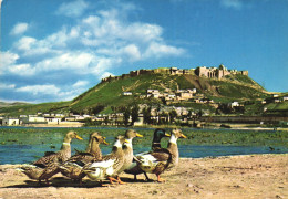 SYRIA, FIELD OF GHAB, FORT OF MADIK, DUCKS, PANORAMA - Syrie