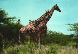 POSTCARD, ANIMALS, GIRAFFES, EAST AFRICA, AFRICAN WILDLIFE, THE RETICULATED GIRAFFES - Jirafas