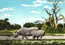 POSTCARD, ANIMALS, RHINOCEROS, EAST AFRICAN GAME, AFRICA - Neushoorn