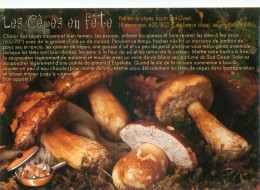 Champignons - Les Cepes En Fete   F 22 - Mushrooms