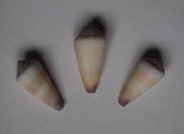 Conus Terebra X3 - Schelpen