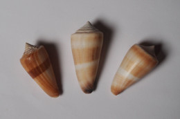 Conus Furvus X3 - Schelpen