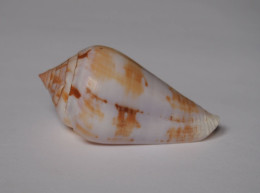 Conus Ermineus - Seashells & Snail-shells