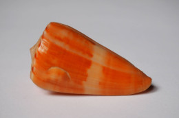Conus Daucus - Seashells & Snail-shells