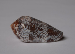 Conus Praelatus - Seashells & Snail-shells