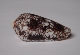 Conus Omaria - Schelpen