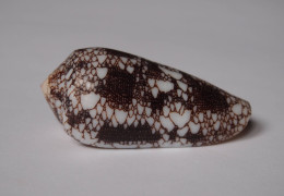 Conus Omaria - Conchas Y Caracoles