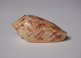 Conus Sirventi - Seashells & Snail-shells