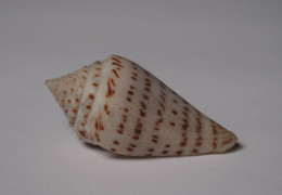 Conus Stupella - Seashells & Snail-shells