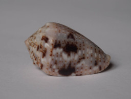 Conus Coronatus - Seashells & Snail-shells
