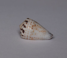 Conus Musicus - Schelpen