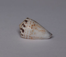 Conus Musicus - Seashells & Snail-shells