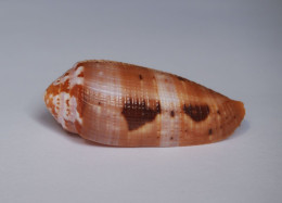 Conus Circumcisus - Seashells & Snail-shells