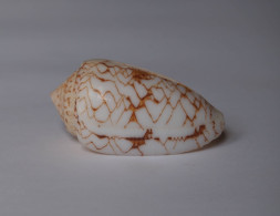 Conus Verriculum - Schelpen