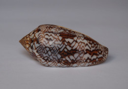 Conus Pyramidalis - Schelpen