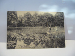 FORET DE SENART 91 ESSONNE MARE DU CAPITAINE LA PECHE AUX NENUPHARE CPA - Sénart