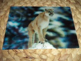 Puma 3D Lenticular  Postkarte Postcard - Lions