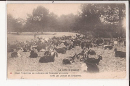 40 Biscarosse Cote D'argent Troupeau Chevres Pyrenees Au Repos Landes De Gascogne Chevre Goat - Biscarrosse