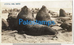 213761 URUGUAY PUNTA DEL ESTE LOBOS MARINOS SEAL WOLVES POSTAL POSTCARD - Uruguay