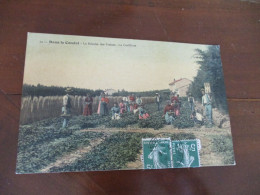 CPA  84 Vaucluse Agriculture Dans Le Comtat Colorisée Toilée La Récolte Des Fraises La Cueillette - Andere & Zonder Classificatie