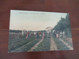 CPA  84 Vaucluse Agriculture Dans Le Comtat Colorisée Toilée La Récolte Des Fraises La Cueillette - Otros & Sin Clasificación