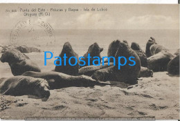 213780 URUGUAY PUNTA DEL ESTE ISLA LOBOS MARINOS SEAL WOLVES CIRCULATED TO ARGENTINA POSTAL POSTCARD - Uruguay