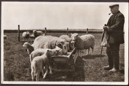 Texel - Boer Voert Schapen En Lammetjes - 1958 - Texel