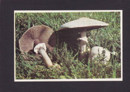 CPSM 1 Euro Champignon Mushrom Dos Explicatif Prix De Départ 1 Euro - Mushrooms