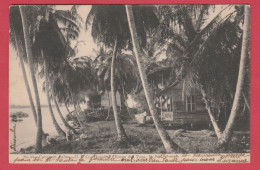 Panama - Coconut Palms / Hospital Bocas Del Toro -1908 ( Voir Verso ) - Panama