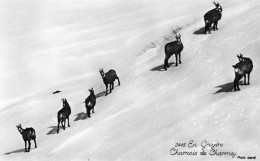 En Gruyère Chamois De Charmey Photo Izard - Charmey