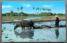Thailand - Thai Farmers Plough By The Buffalo In The Rice Fields - Thaïlande