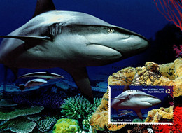 Australia 2018  Reef Safari ,Grey Reef Shark,Maximum Card - Cartas Máxima