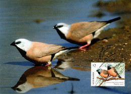 Australia 2018  Finches.Black-Throated  Finch,Maximum Card - Cartes-Maximum (CM)